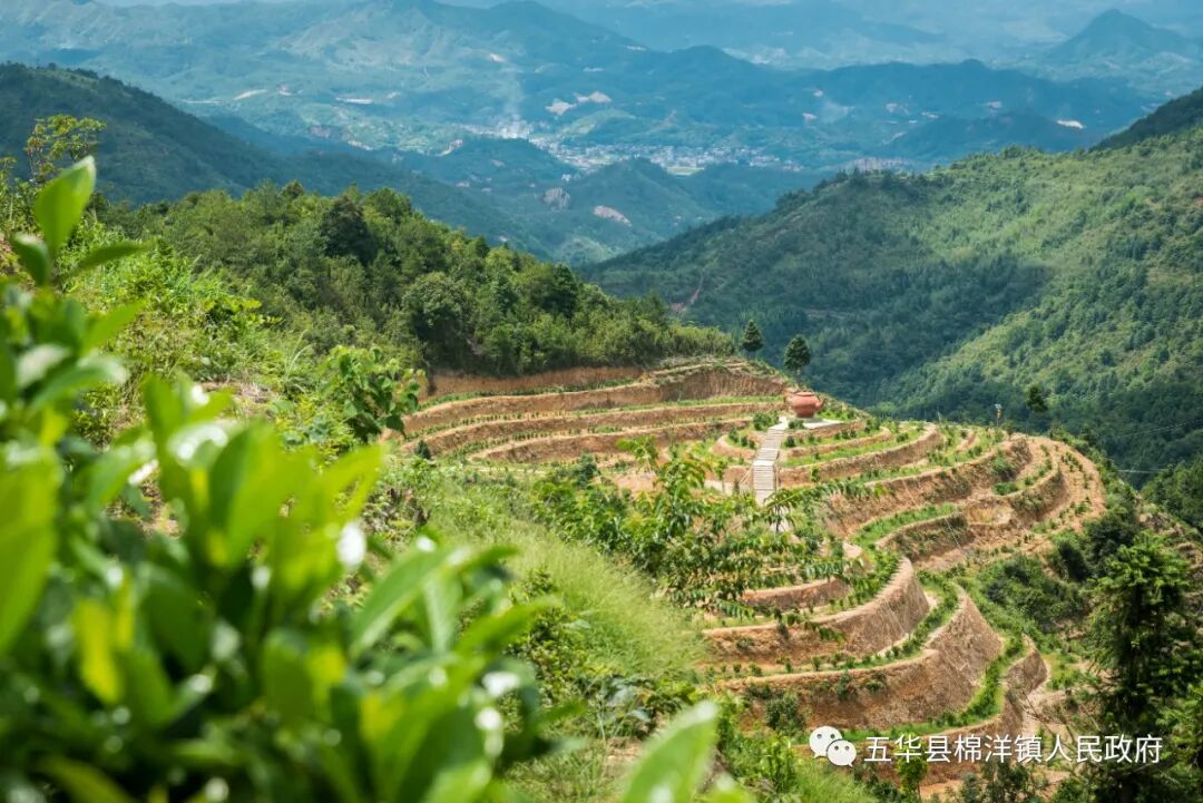 茶者匠心取经汲长棉洋镇组织到大埔枫朗镇学习参观茶产业发展