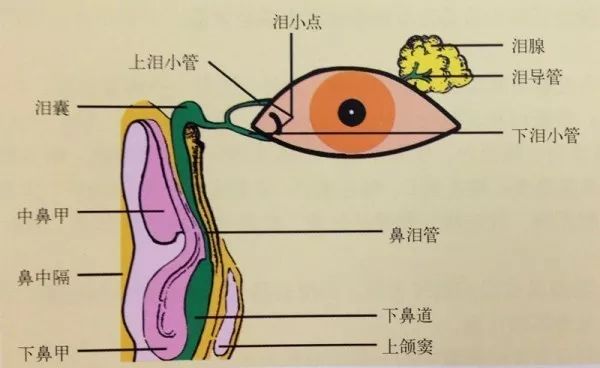 箭頭方向示內直肌收縮產生的眼球外轉作用▲單獨上直肌的作用(右眼)