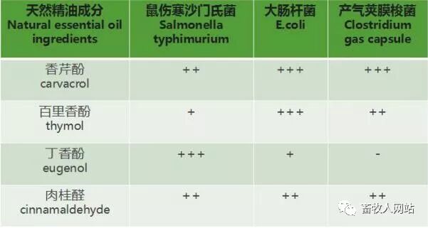 Selection Of Vegetable Essential Oil And Its Preparation Technology Jiangxi Tega Industrial Co Ltd