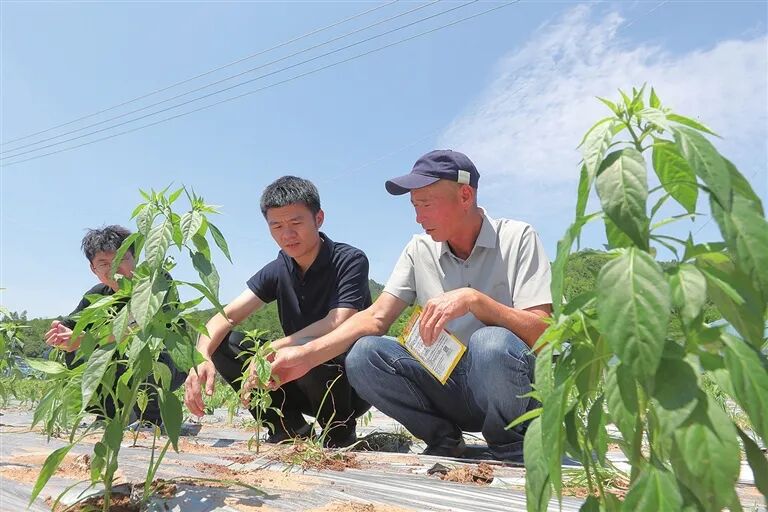 ■“中椒友G19”外表与普通辣椒树长相并无太多区别，却是工业加工领域的优质原料。 冯晓铭 摄