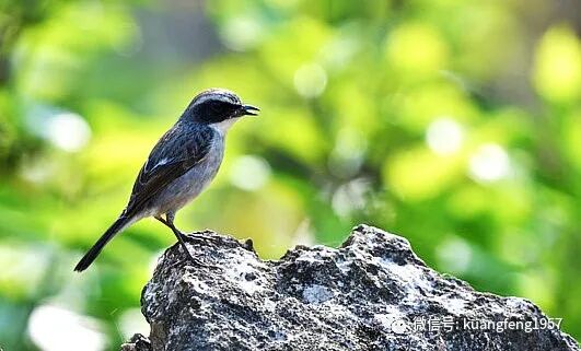 少年之页 何一丹 空旷的山野响起了鸟儿清脆的鸣唱 热点讯息网