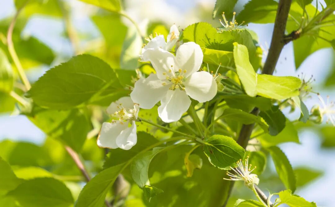 摄图网_501721261_banner_春天梨花（企业商用）.jpg
