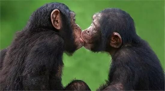 空地留下甘蔗后,公猿总是先到,赶在母猿抵达之前捡好自己需要的分量