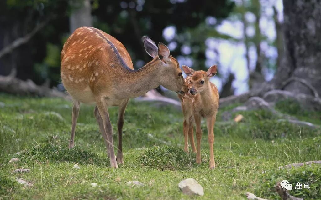 梅花鹿身上为什么有 Quot 梅花 Quot 梅花 为什么会变 鹿茸 微信公众号文章阅读 Wemp