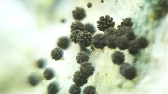 北疆硅藻泥怎么样_北疆硅藻泥怎么样_北疆硅藻泥怎么样