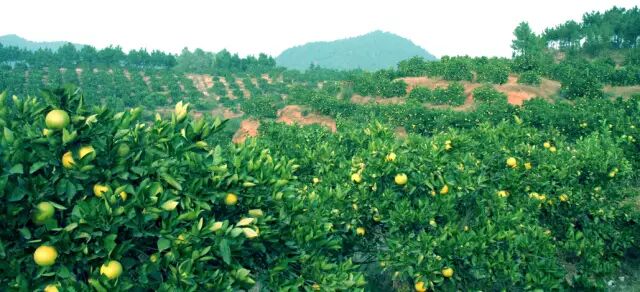 赶紧存着!常山胡柚14种秘方首次公布!