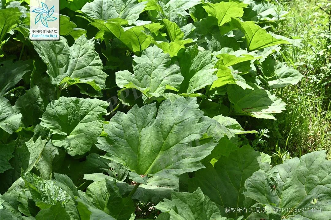 左贡县 如美-(东达山口)-左贡-邦达-(业拉山口)-八宿)药用大黄药材称