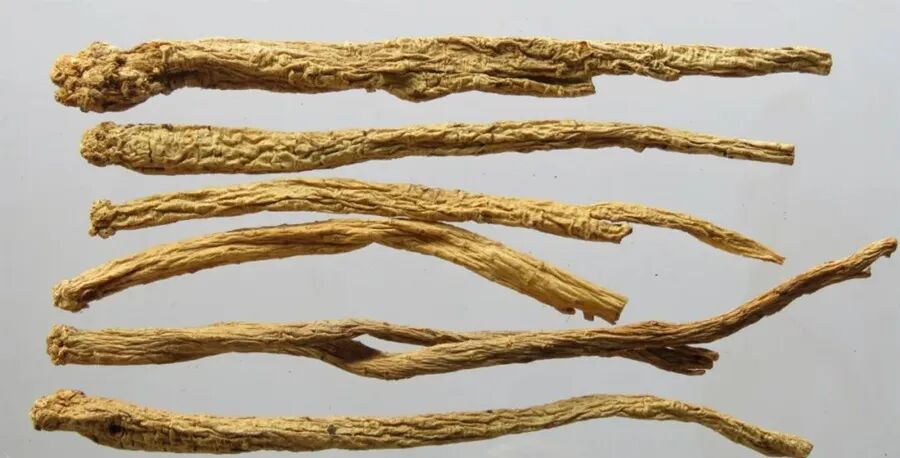 气血两虚，疲倦乏力，这味药材能补中益气