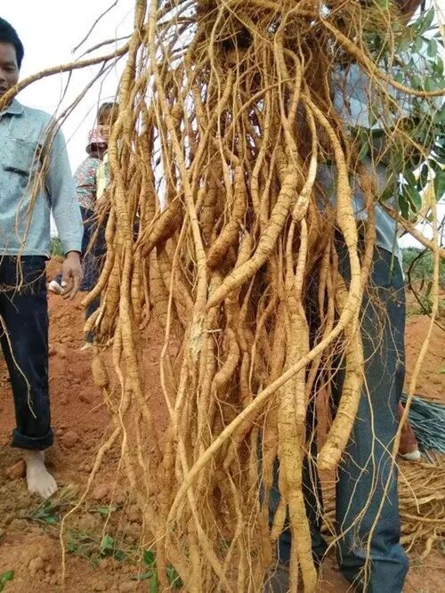 《中药炮制学辞典》,《实用中草药图典》诸多本草古籍中的记载,牛大力