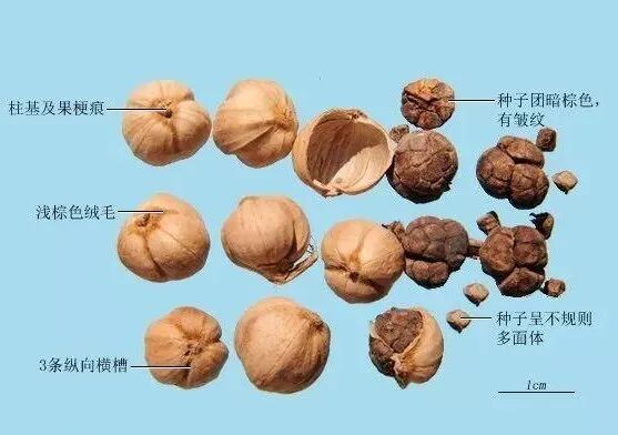 材料:白豆蔻(去皮),白术(砂炒),陈皮(去白),人参各30g,干姜(炮),甘草