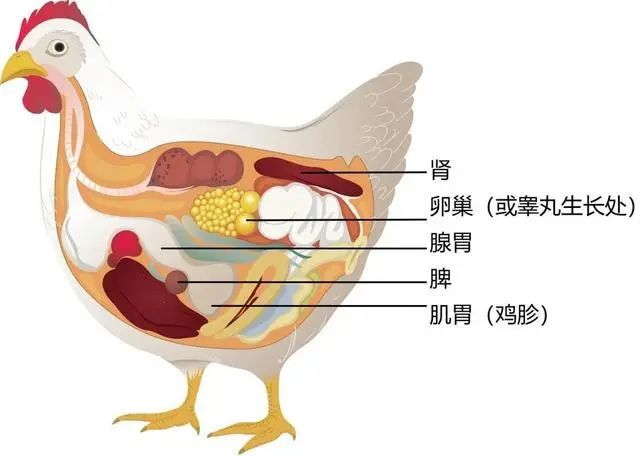 鸡有两个胃,一个称为腺胃,又薄又小,是真正能分泌盐酸和胃蛋白酶的