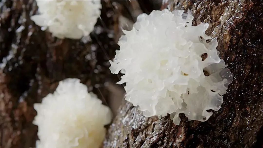 野生银耳数量稀少,在古代属于名贵补品,有"天生雾,雾生露,露生耳"的