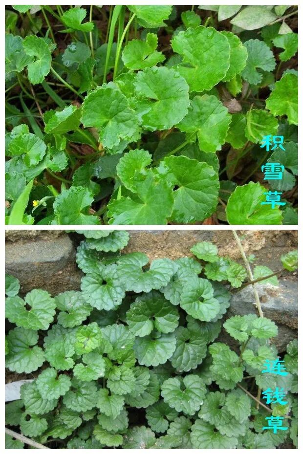 广东人叫它崩大碗用对了可清热解毒利湿消肿