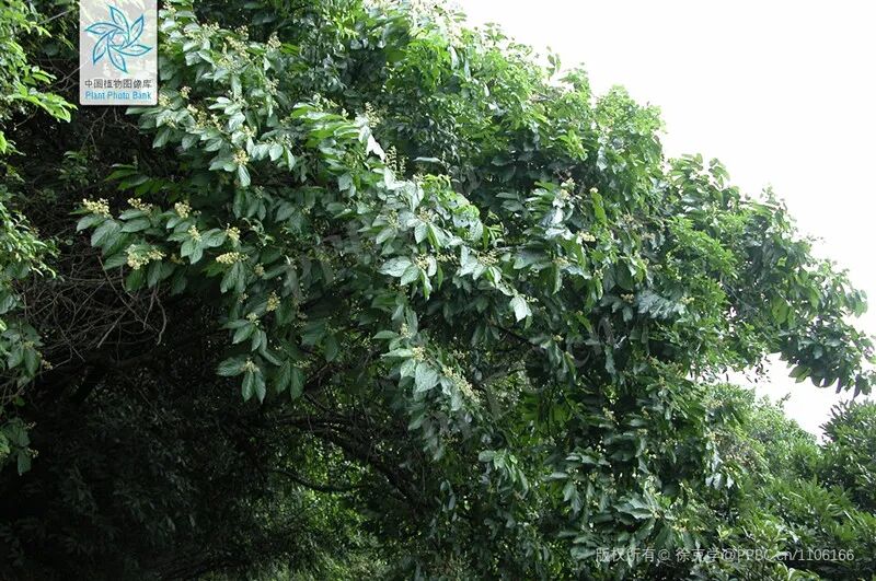 广东凉茶的标配布渣叶