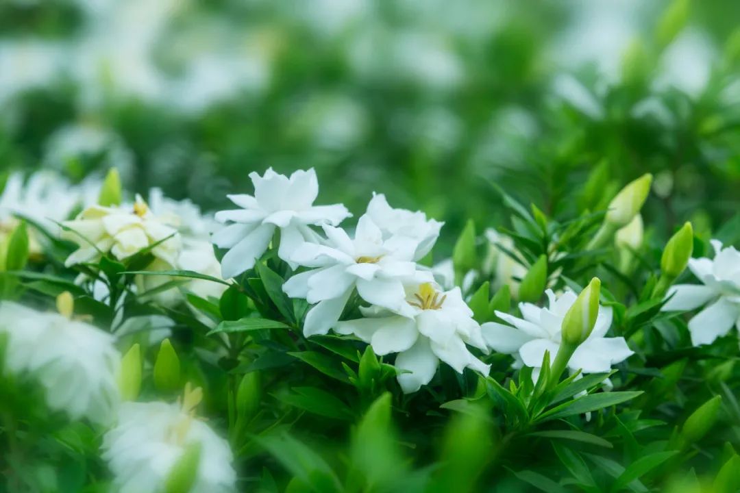 觀賞梔子花(大花梔子)說到梔子,我想大家都對那首耳熟能詳的歌