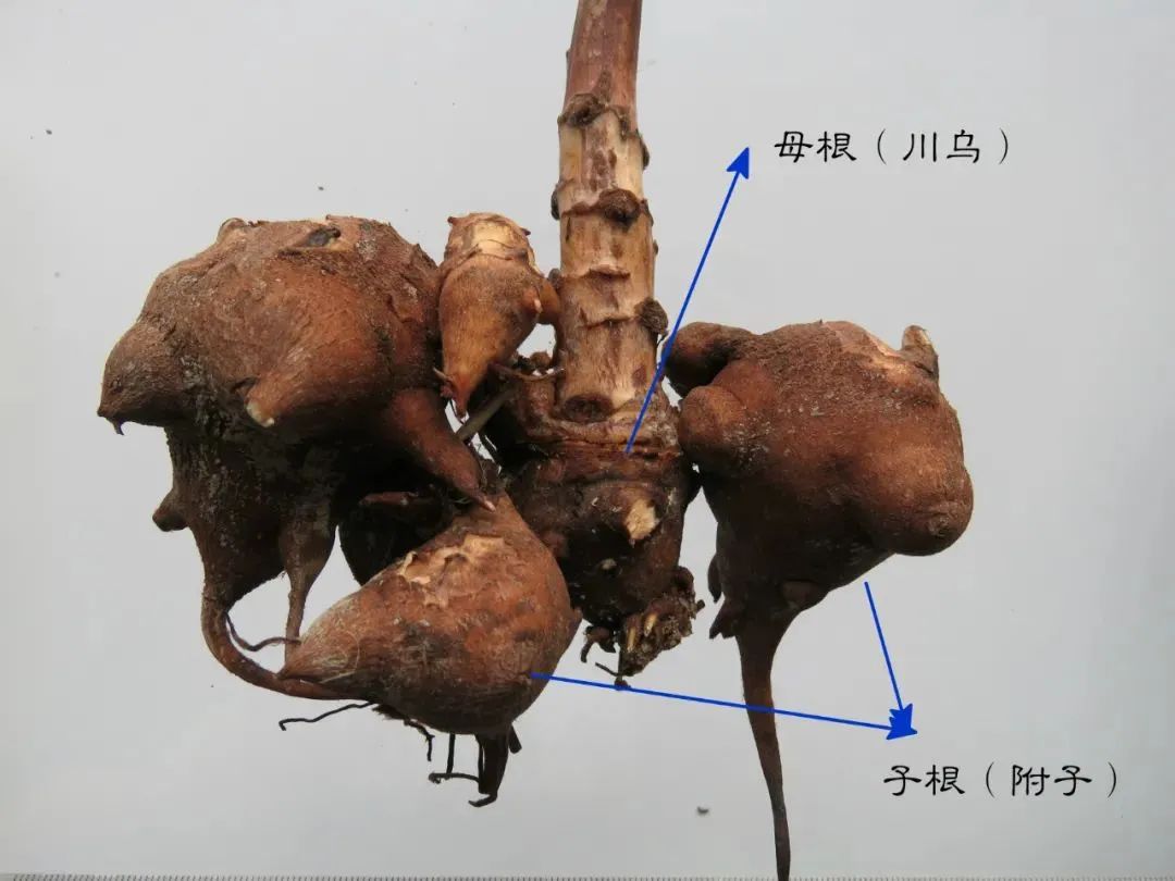 能去除体内寒湿的10味药