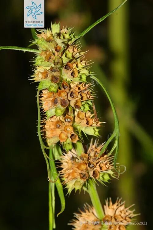 妇科良药益母草