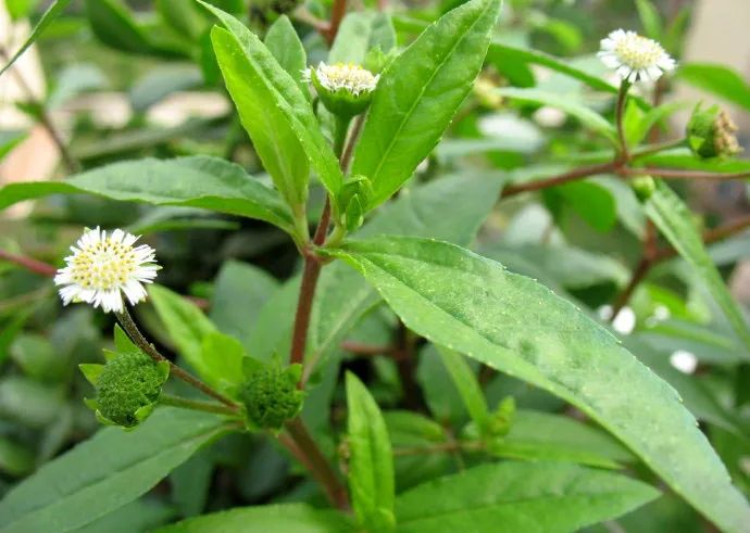 做法:旱莲草,蒲公英择净,水煎取汁,放入浴盆中,先熏后洗,每日2次,每次