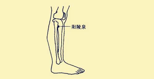 每天早晨起床后,用本文所讲述按摩阳陵泉穴的方法按揉6分钟,即可以让