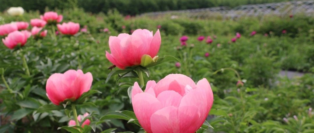 微信公众号五月花神peony Peony Bjfu 最新文章 微信公众号文章阅读 Wemp