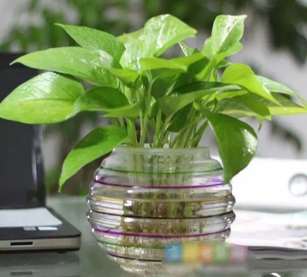 水培绿植如何养花才能平安越冬？把握好这六点，来年依然春暖花开