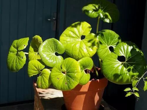 如何养花，学好这“2招”，花卉安全过冬，来年生长更快！