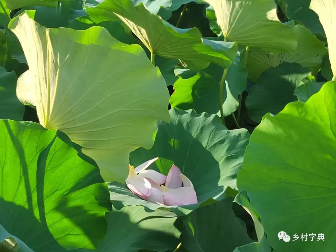 葡萄树种家里好吗风水_家里种葡萄树好不好有什么讲究吗_家种葡萄树吉祥吗