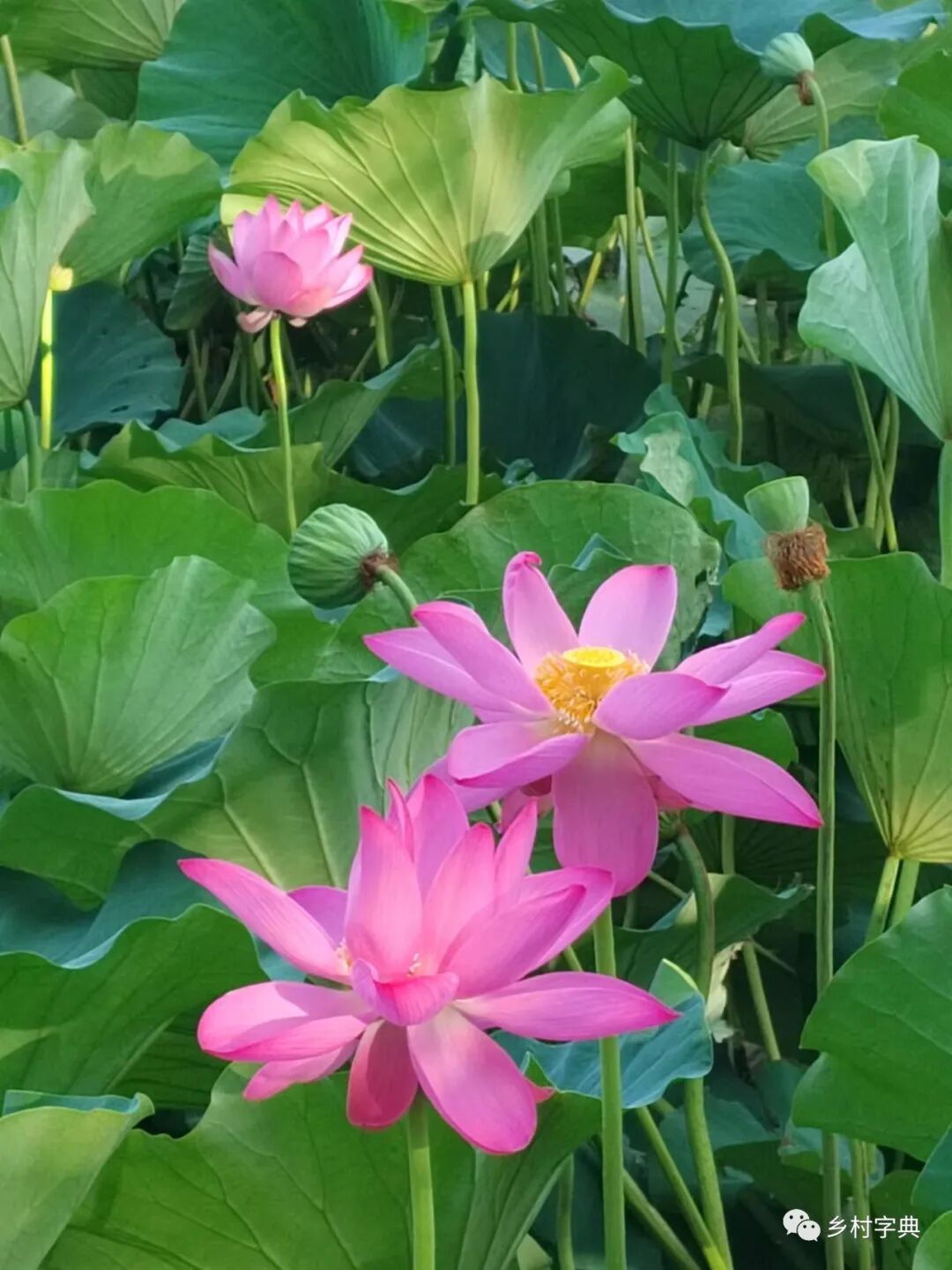 葡萄树种家里好吗风水_家里种葡萄树好不好有什么讲究吗_家种葡萄树吉祥吗