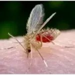 体型只有蚊子的1/3，却与黑热病有关，遇上要当心！