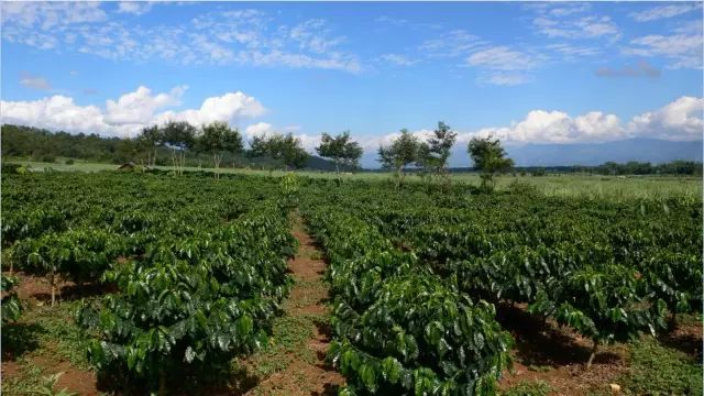 后谷咖啡种植基地图片