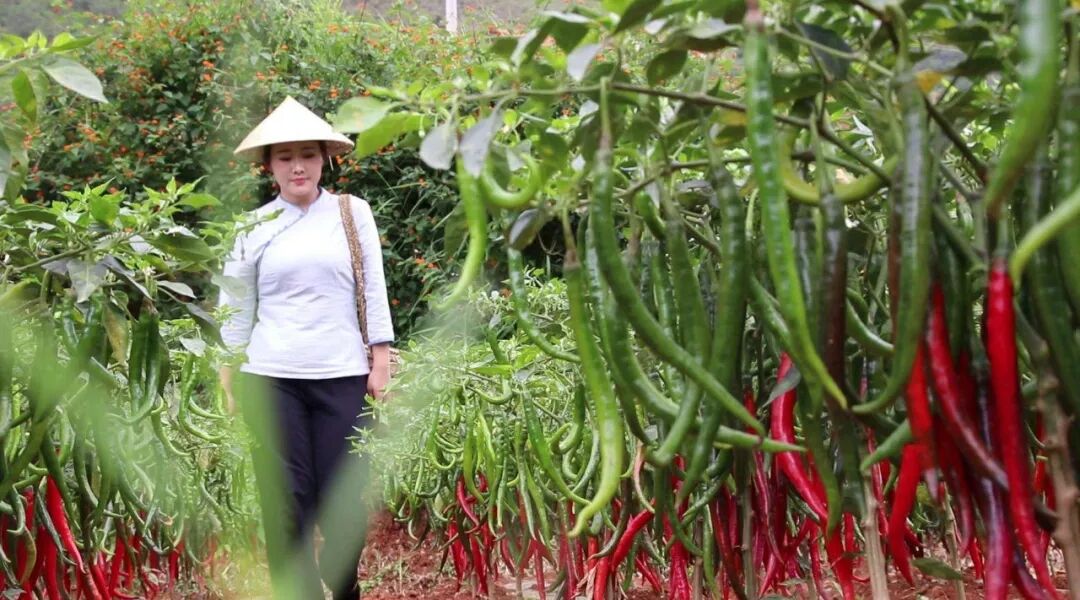 10萬億的饕餮盛宴-鋒巢網(wǎng)
