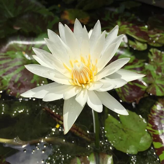 宫寒腹痛、不孕不育、五脏疾病……用蜡灸，效果出人意料