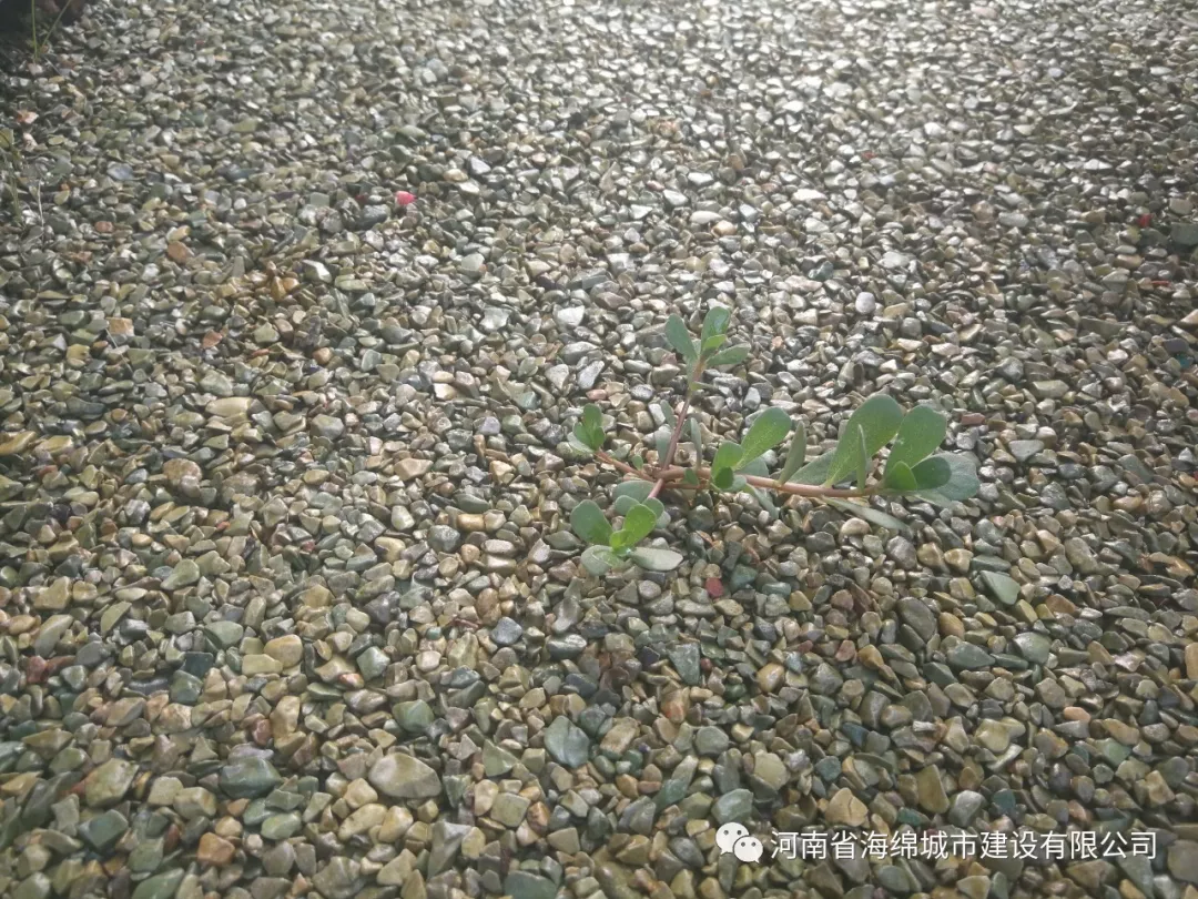 山西太原、山东威海海绵城市建设考察团领导莅临郑州考察海绵城市建设 山西太原、山东威海海绵城市建设考察团领导莅临郑州考察海绵城市建设