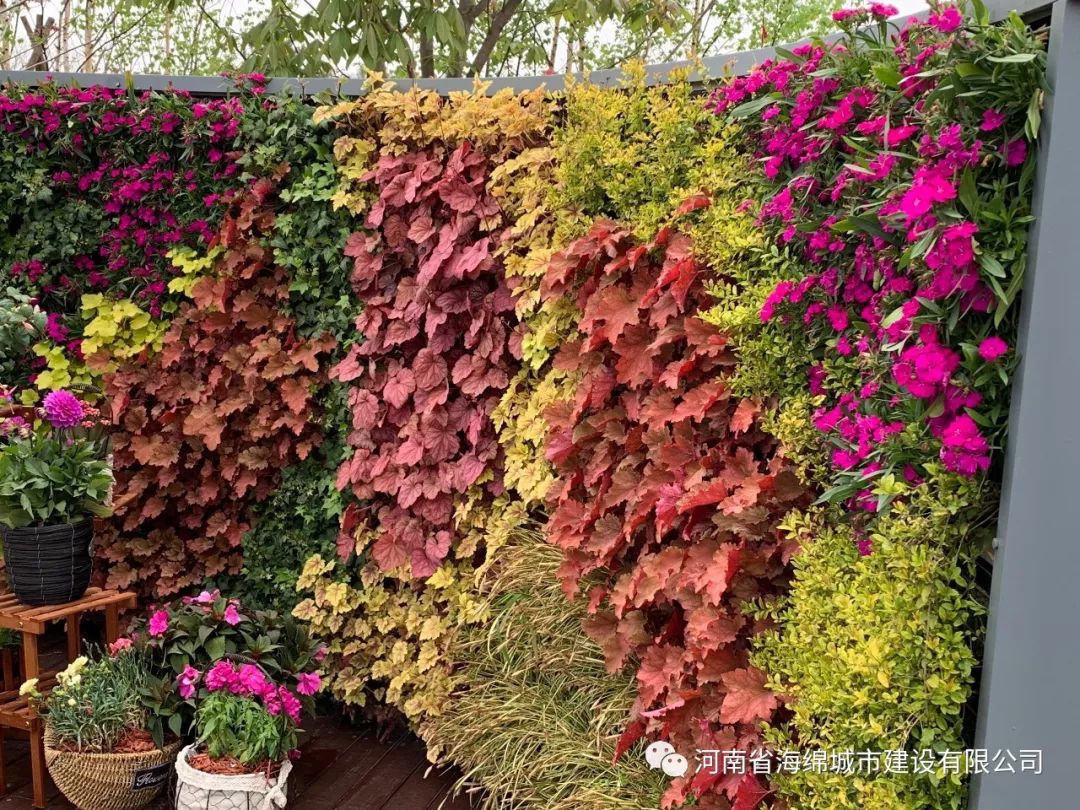 飞檐走壁的植物——未来的墙上花园1 飞檐走壁的植物——未来的墙上花园1