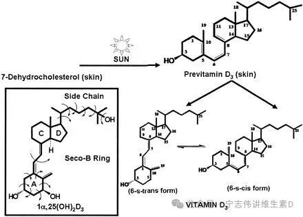 补充维生素D不能代替阳光照射 - 第16张  | 中药养生知识-中草药的功效与作用