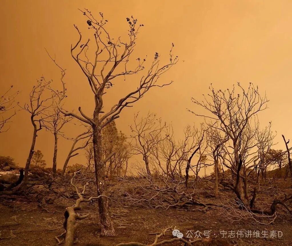 补充维生素D不能代替阳光照射 - 第8张  | 中药养生知识-中草药的功效与作用