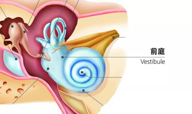 感知机体与周围环境相关的主要器官,其末梢是3个半规管之壶腹嵴及前庭