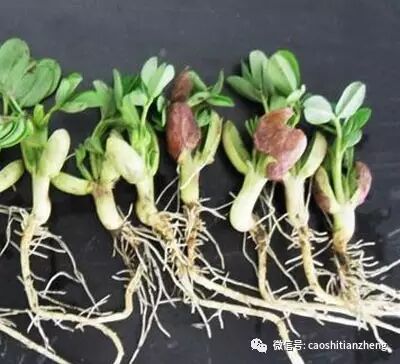 花生拌种剂那么多,究竟为啥非要选择吡虫啉拌种呢?