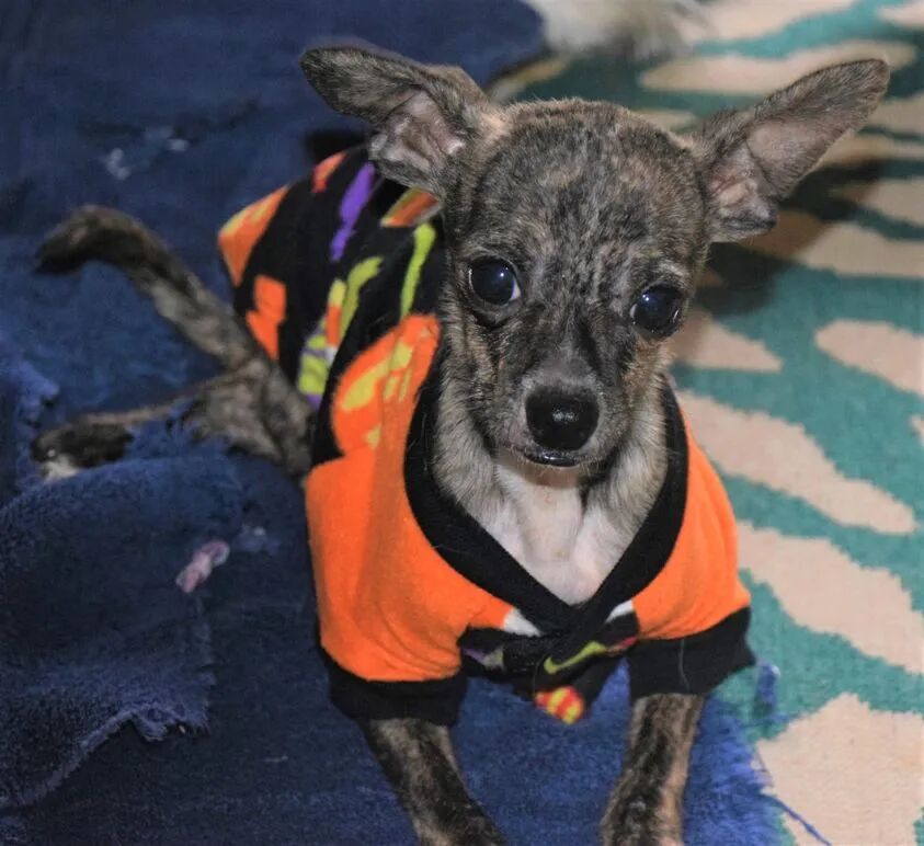 太有爱！54岁的3D打印初学者，为有特殊需要的狗定制了义肢和头盔的图8