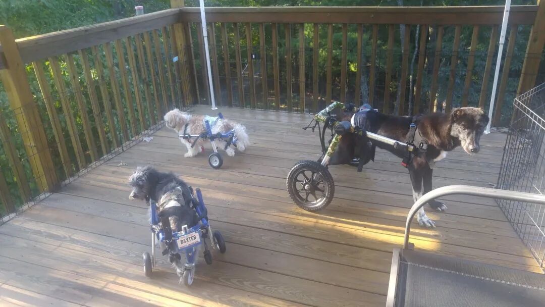 太有爱！54岁的3D打印初学者，为有特殊需要的狗定制了义肢和头盔的图5