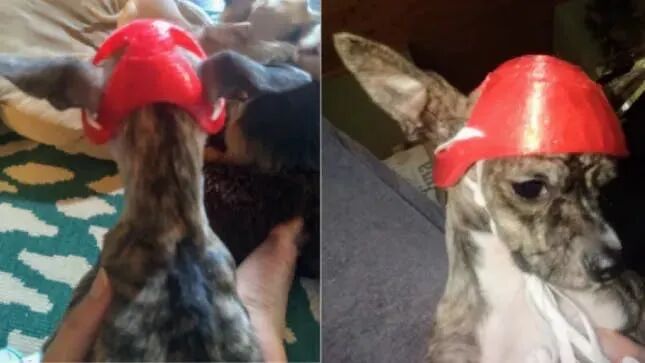 太有爱！54岁的3D打印初学者，为有特殊需要的狗定制了义肢和头盔的图12