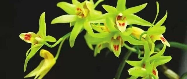 有幽门螺杆菌、糖尿病、胃病、经常熬夜、吸烟的人看过来！它的好处你绝对想不到！