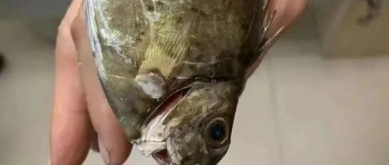 女子举着一条鱼进了医院！医生：做得对
