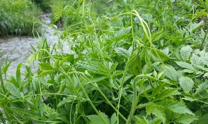 平利绞股蓝 绞股蓝 茎 平利科协 微信公众号文章阅读 Wemp