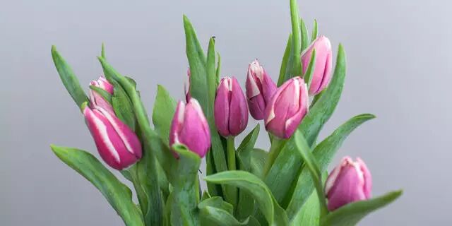 郁金香，该如何养护？