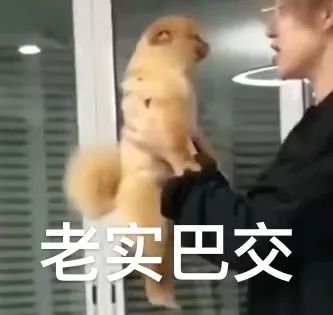 这是我见过把“狗仗人势”诠释的最淋漓尽致的狗子.......哈哈哈哈!-微信头条网 这是我见过把“狗仗人势”诠释的最淋漓尽致的狗子.......哈哈哈哈!