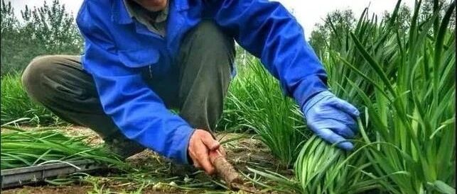 A股再度高位跳水，白酒成为牛市最大绊脚石