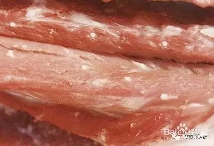 有囊虫的猪肉为"米肉,或者是称"豆肉.