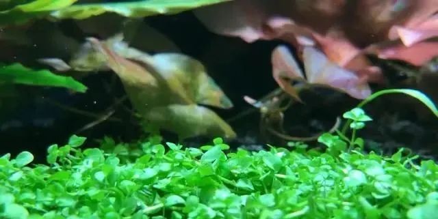 在魚缸能長成草坪的7種水草 快給觀賞魚打造一片綠毯吧 中國熱點
