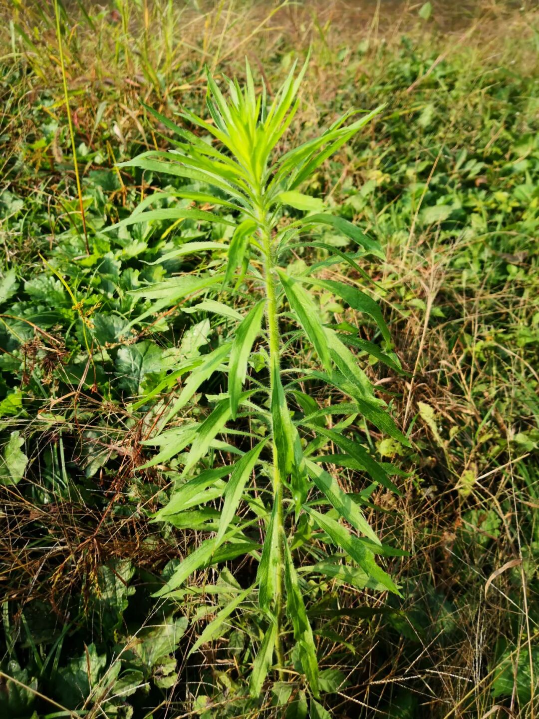 漫山遍野的恶性入侵植物--小飞蓬 2020-10-21 09
